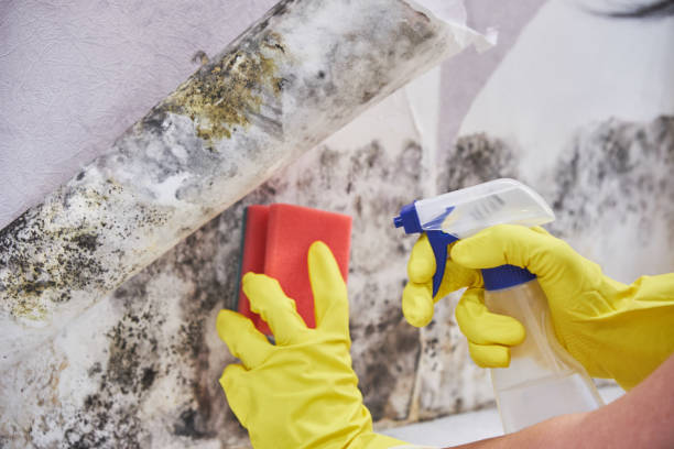 Best Black Mold Removal  in Somerton, AZ